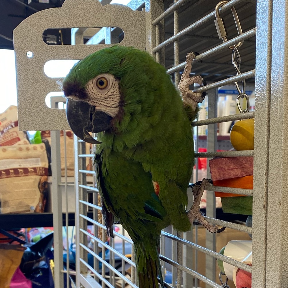 Meet your Posher, Violet